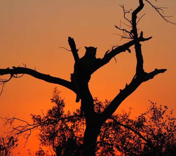 Hoedspruit: Evening Safari In Greater Kruger Private Reserve - Guides and Safari Expertise