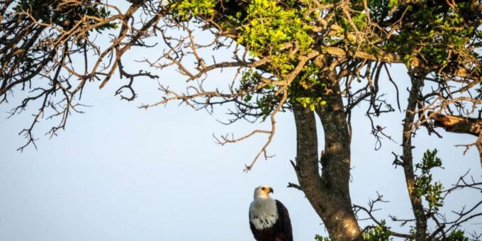 Hoedspruit: Evening Safari In Greater Kruger Private Reserve - Getting to the Starting Location