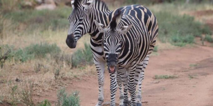 Hoedspruit: Evening Safari In Greater Kruger Private Reserve - Frequently Asked Questions