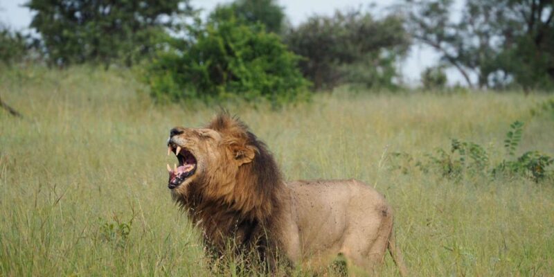 Hoedspruit: Sunrise Safari in Greater Kruger Private Reserve - Experience Highlights