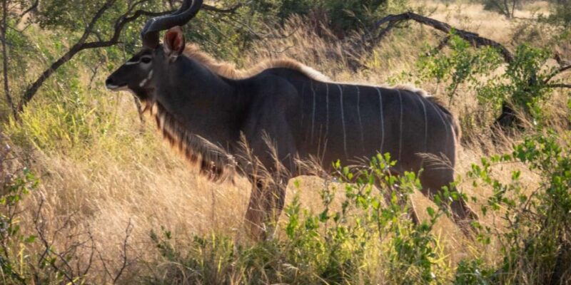 Hoedspruit: Sunrise Safari in Greater Kruger Private Reserve - Wildlife and Learning