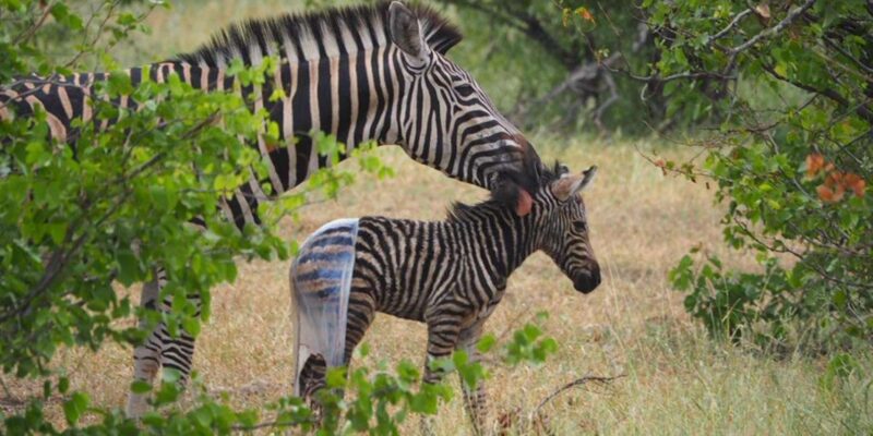 Hoedspruit: Sunrise Safari in Greater Kruger Private Reserve - Customer Feedback