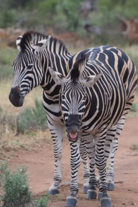 Hoedspruit: Sunrise Safari in Greater Kruger Private Reserve - Diverse Wildlife Sightings