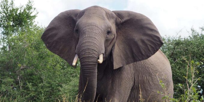 Hoedspruit: Sunrise Safari in Greater Kruger Private Reserve - Convenient Pickup Arrangements