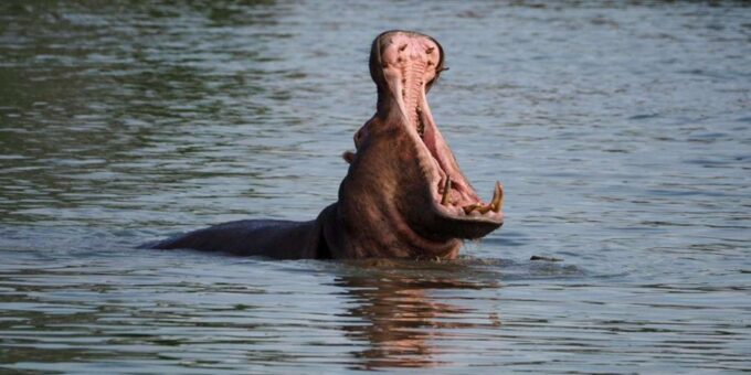 Hoedspruit: Sunrise Safari in Greater Kruger Private Reserve - Frequently Asked Questions
