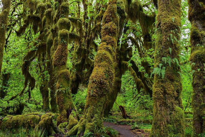 Hoh Rain Forest and Rialto Beach Guided Tour in Olympic National Park - Destinations and Highlights
