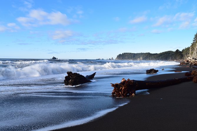 Hoh Rain Forest and Rialto Beach Guided Tour in Olympic National Park - Itinerary and Timings