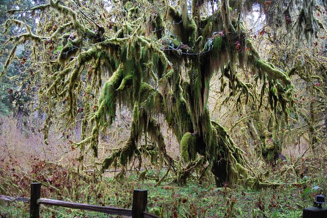 Hoh Rain Forest and Rialto Beach Guided Tour in Olympic National Park - Additional Information