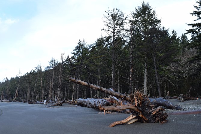 Hoh Rain Forest and Rialto Beach Guided Tour in Olympic National Park - Operate Rain or Shine