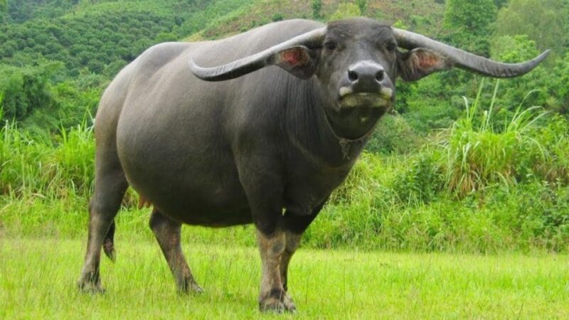 Hoi An: Bike Tour With Buffalo Riding & Lantern-Making Class - Water Buffalo Encounters