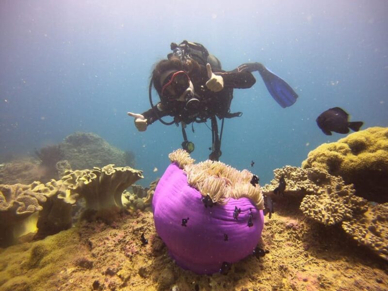 Hoi An: Cham Island Discover Scuba Dive for Beginner 1-Day - Key Points