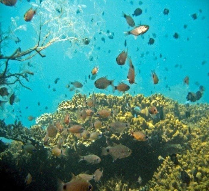 Hoi An: Cham Islands Snorkeling Trip by Speedboat With Lunch - Highlights of the Experience