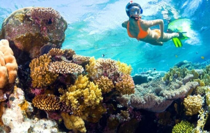 Hoi An: Cham Islands Snorkeling Trip by Speedboat With Lunch - Snorkeling Around Cham Island