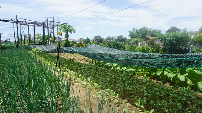 Hoi An Cooking Class - Booking and Payment Options