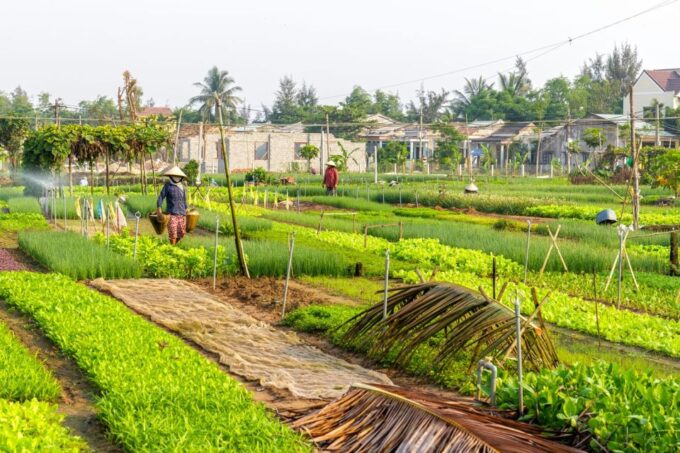 Hoi An Cooking Class & Countryside Vespa Tour - Recap