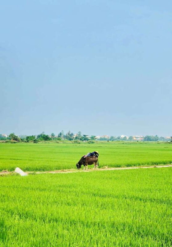 Hoi An: Countryside Bicycle Tour With Farm, Basket Boat Ride - Traditional Vietnamese Lunch or Dinner