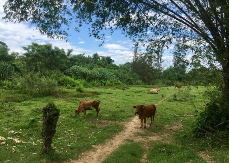Hoi an Countryside Bike Tour to Kim Bong Village - Exploring the Countryside
