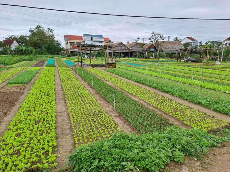 Hoi an Countryside: Biking, Basket Boat, Herb Gardens, Rice - Basket Boat Rowing Along the Water Coconut River