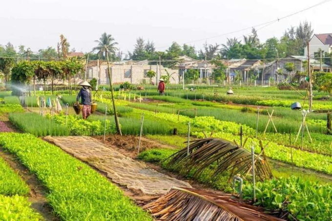 Hoi An: Countryside Biking- Cooking Class in Tra Que Village - Communication and Group Options