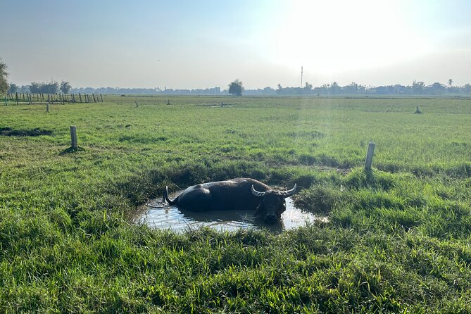 Hoi an Countryside Biking Tour and Water Buffalo Riding Experience (4 Hour) - Biking Through Rice Paddies