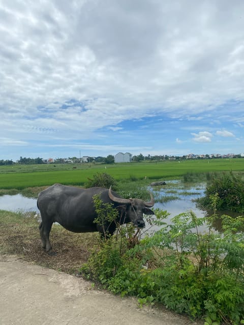 Hoi An: Countryside Discovery Private Tour - Key Points