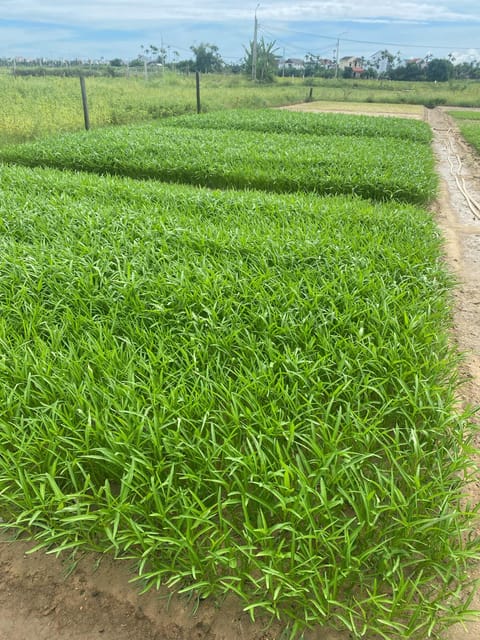 Hoi An: Countryside Discovery Private Tour - Frequently Asked Questions