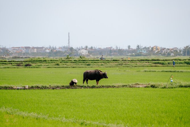 Hoi An Countryside Experience by Electric Car - Admiring Views From Cua Dai Bridge