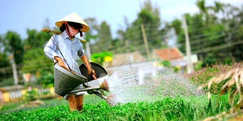 Hoi An: Evening Cooking Class With Locals in Herbs Village - Tra Que Vegetable Village Tour