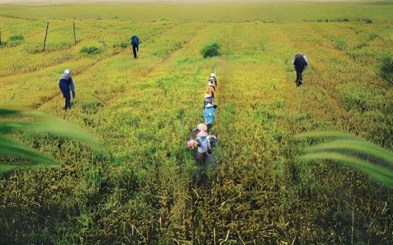 Hoi An: Farming and Fishing Tour With Basket Boat Ride - Key Points