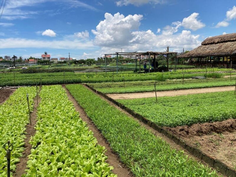Hoi An: Farming and Fishing Tour With Basket Boat Ride - Key Points