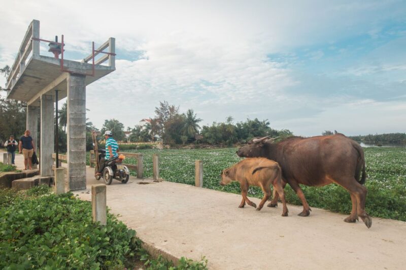 Hoi An Foodie Tour: Half-Day Local Foods Experience - Key Points