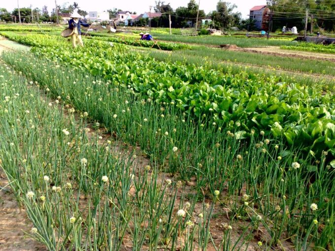 Hoi An Foodie Tour: Half-Day Local Foods Experience - Cancellation Policy