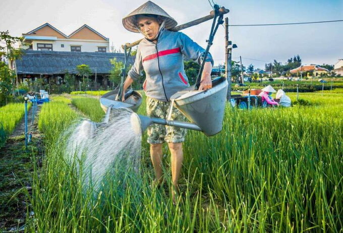Hoi An: Half-day Farm To Table Adventure In Tra Que Village - Cultural Immersion and Highlights