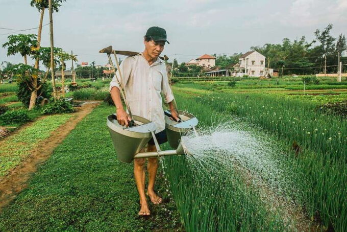Hoi An: Half-day Farm To Table Adventure In Tra Que Village - Since You Asked