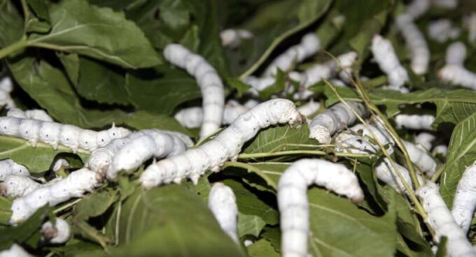 Hoi An: Half-day Silk Weaving Discovery Tour - Mulberry Gardens and Silkworm Breeding