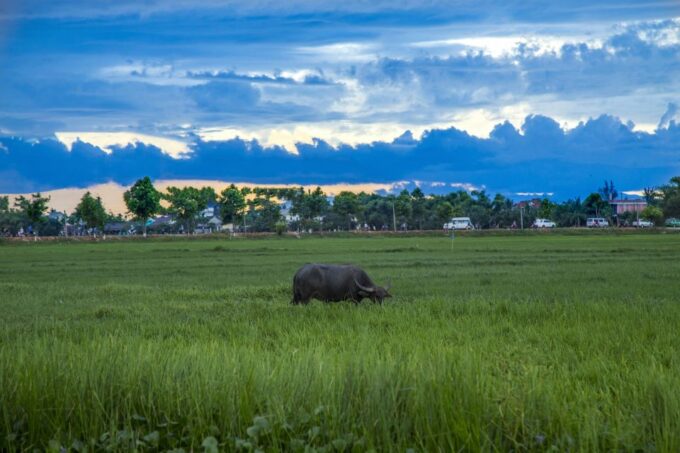 Hoi An: Private Evening Food Tour by Bike - Since You Asked