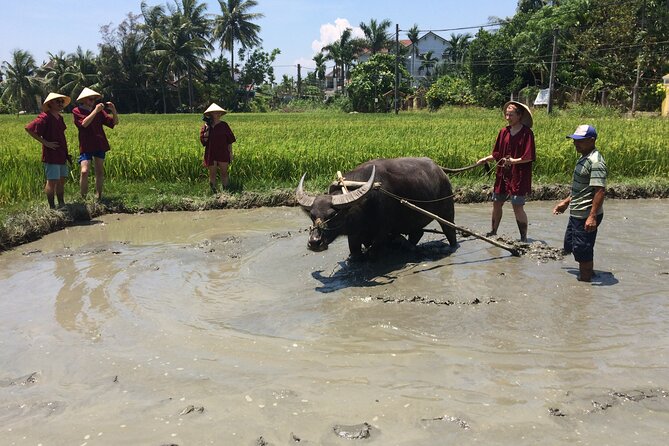 Hoi an Rice Farm Tour and Buffalo Riding With Local Home Meal - Hands-on Rice Farming