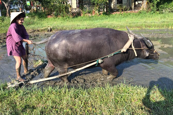 Hoi an Rice Farm Tour and Buffalo Riding With Local Home Meal - Lunch With Local Family