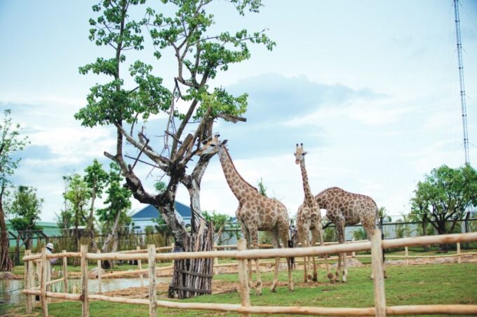 Hoi An: River Safari With Candle-Lit Beach Dinner - Booking and Cancellation Details