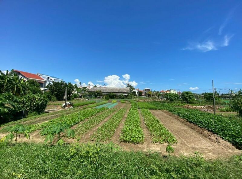 Hoi An: Rural Cycling Tour to Village with Basket Boat Ride - Key Points