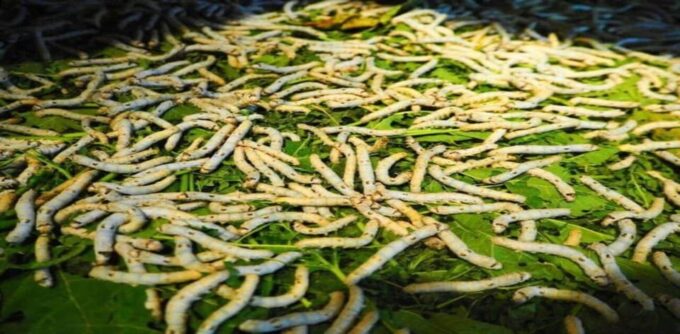 Hoi An: Silk Process, Lantern Making Workshop & Local Food - Traveler Reviews