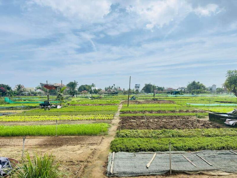 Hoi An: Tra Que, Coconut Forest, Lantern Class, Ancient Town - Important Information