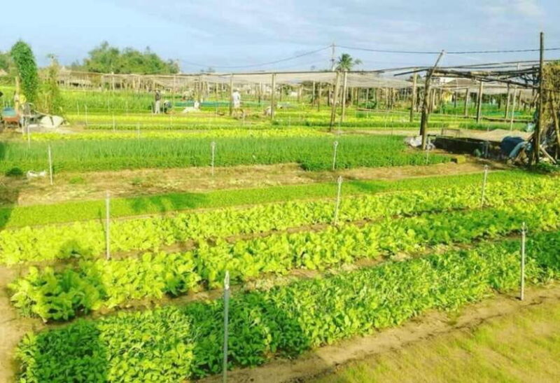 Hoi An: Tra Que Herb Village Cooking Class - Class Experience