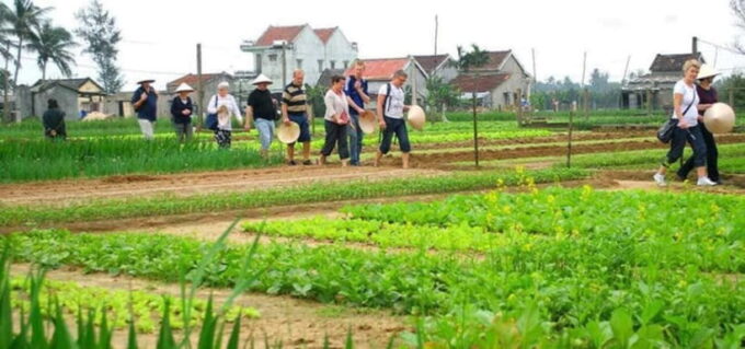 Hoi An: Tra Que Herb Village Cooking Class - Important Information