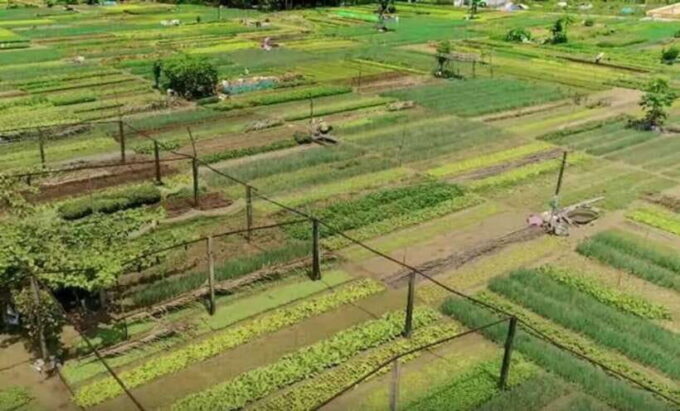 Hoi An: Tra Que Herb Village Cooking Class - Dietary Accommodations