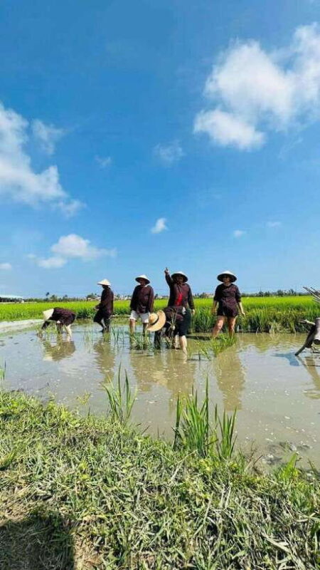 Hoi An Wet Rice Farming Tour-Basket Boat Tour Fishing-Lunch - Itinerary Highlights