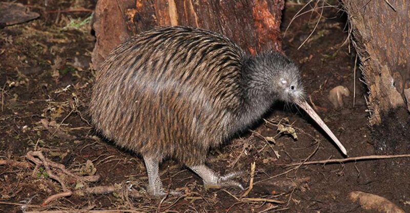 Hokitika: The National Kiwi Centre Tickets - Wildlife Experiences Offered