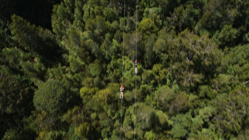 Hokitika: West Coast Tree Top Tower Zip Line and Walk - Tour Details