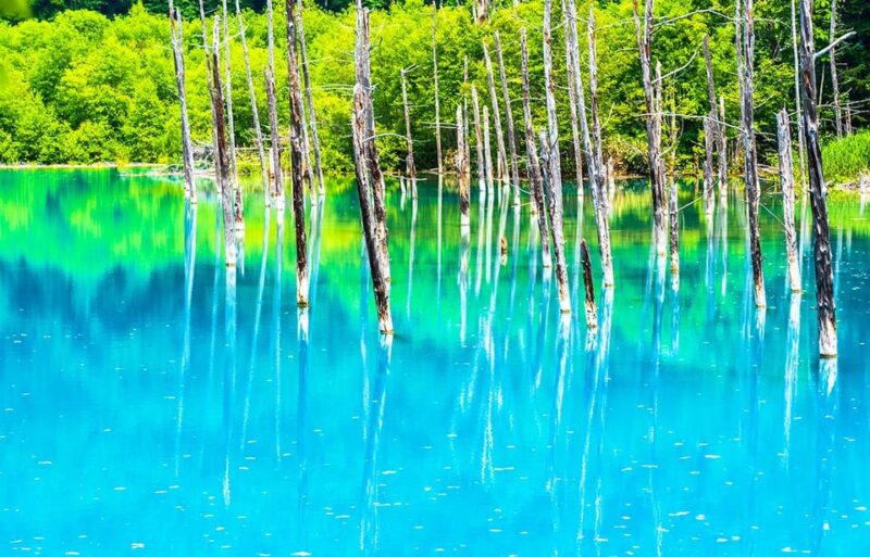 Hokkaido 1-Day Trip: Asahiyama Zoo, Biei and Ningle Terrace - Key Points