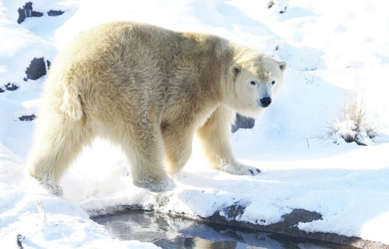 Hokkaido 1-Day Trip: Asahiyama Zoo, Biei and Ningle Terrace - Asahiyama Zoo